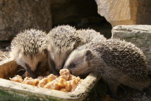 Malé ježky můžete přikrmovat přímo na zahradě, ideální jsou kočičí konzervy a granule